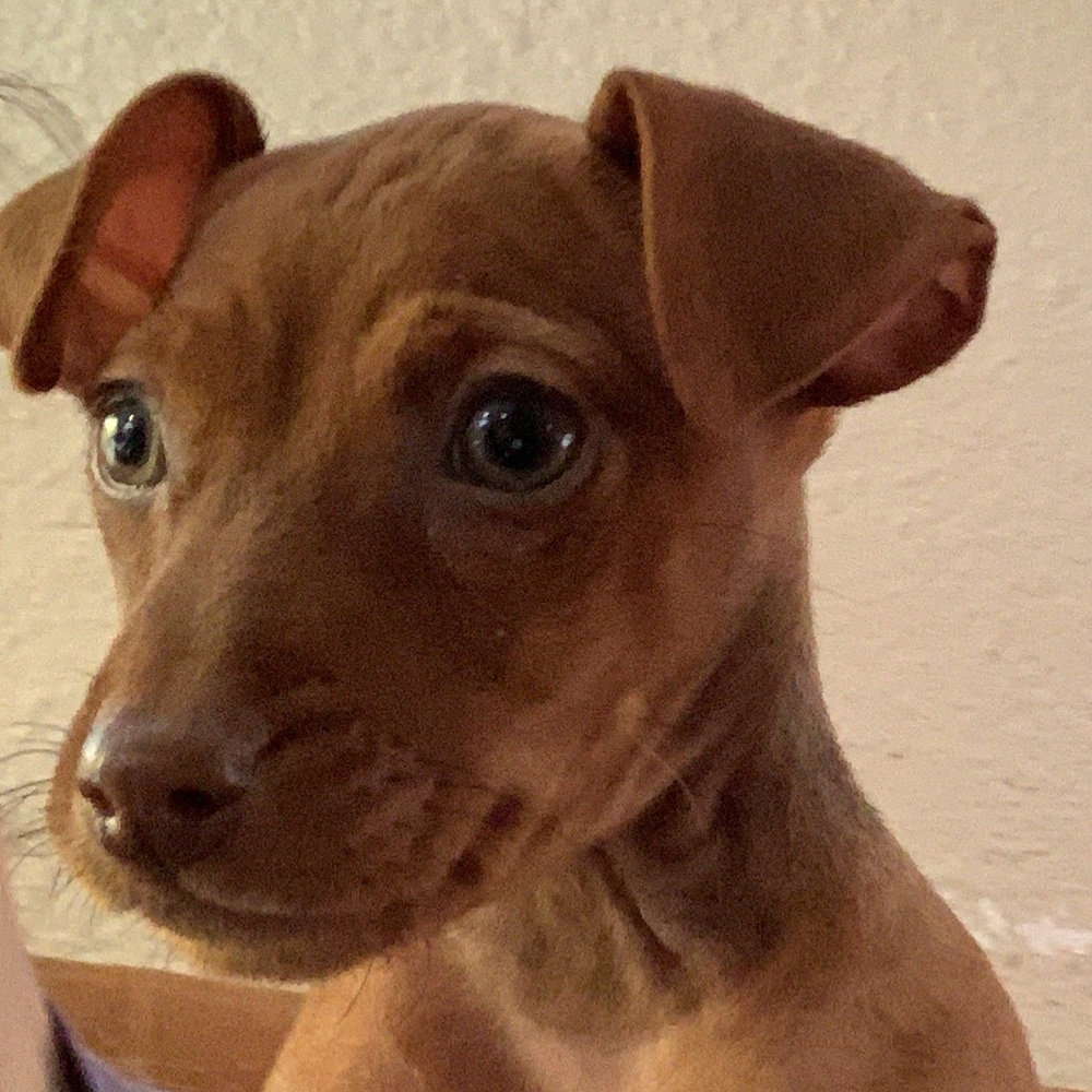 Meet your Posher, Virginia